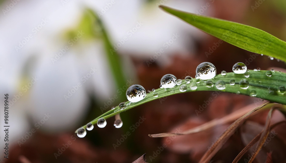 Macro photo of water droplets in foliage of plants Macro photo of water droplets in foliage of plants