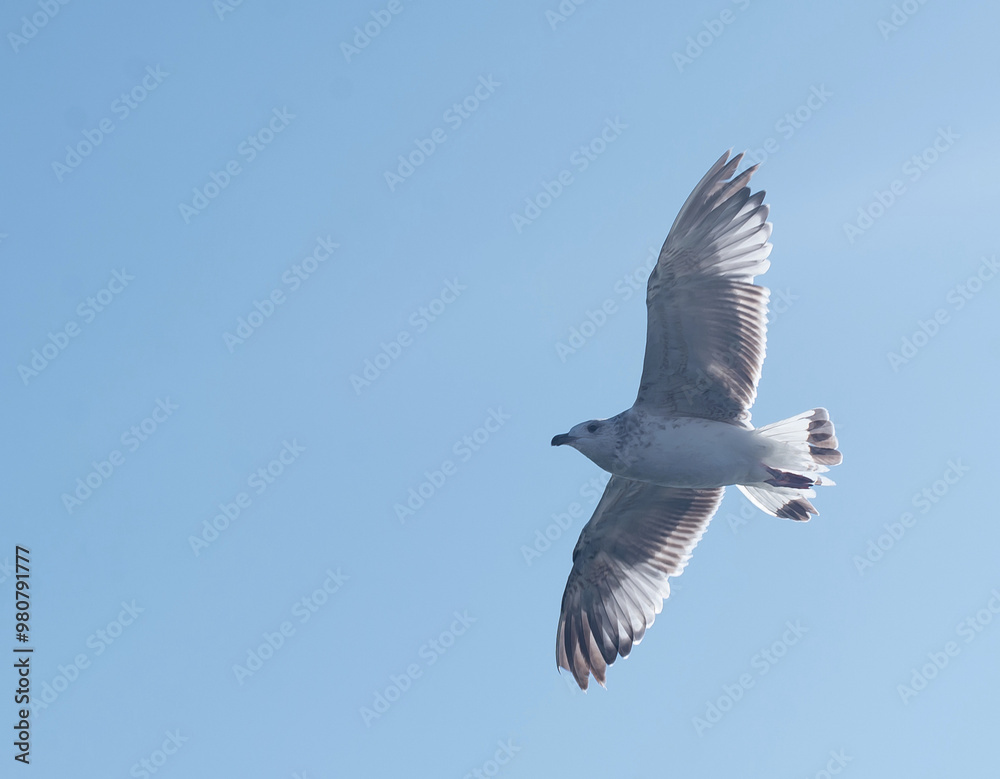 Obraz premium a seagull flies in a clear blue sky.