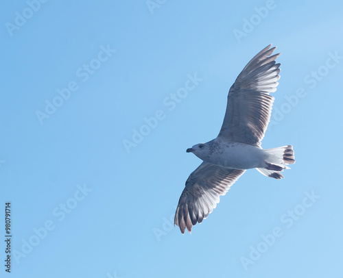 a seagull flies in a clear blue sky. photo