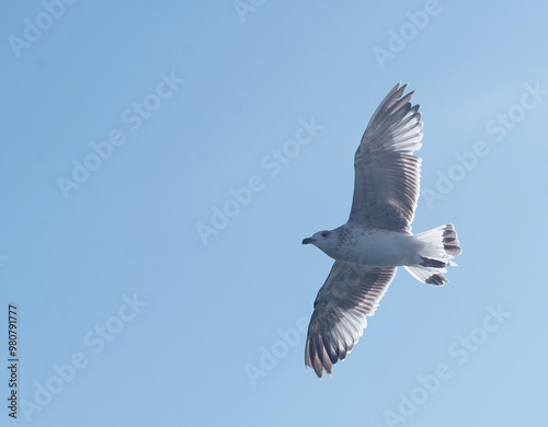 a seagull flies in a clear blue sky.