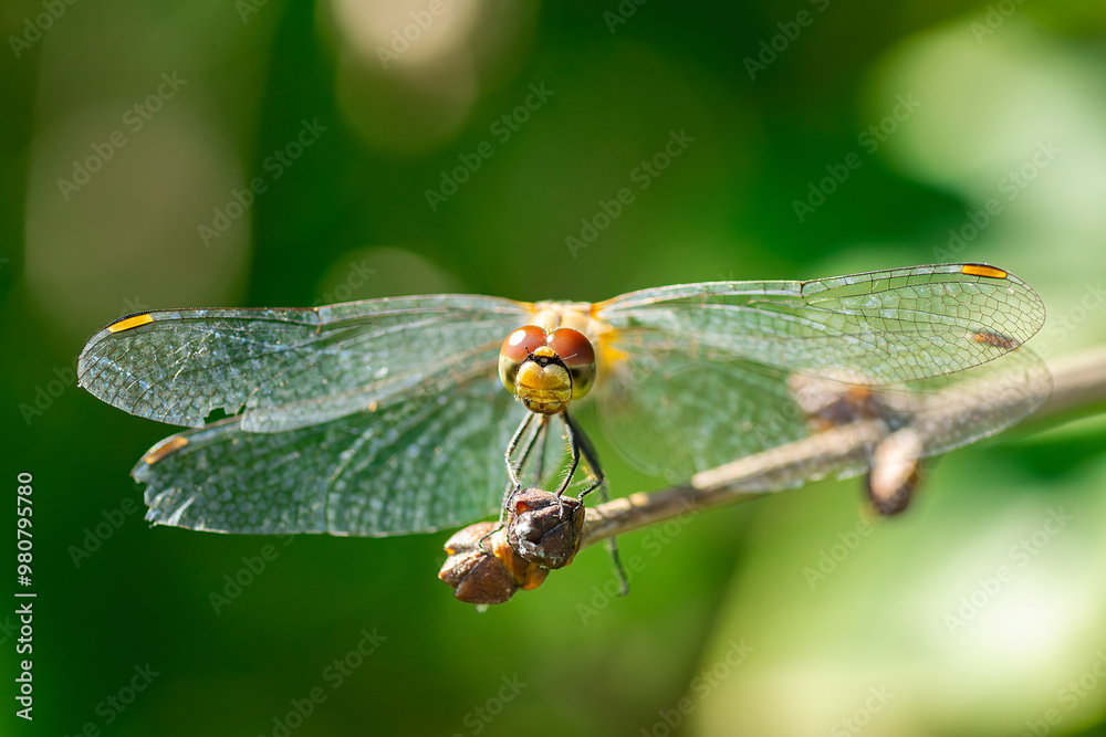 Sympétrum Sanguin (Sympetrum sanguineum) red dragonfly. Sympétrum Sanguin (Sympetrum sanguineum) red dragonfly.