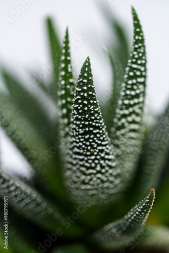 close up of vera succulant