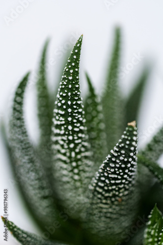 aloe vera plant succulent close up
