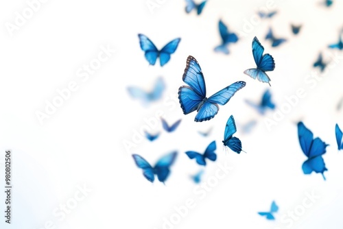 Blue butterflies in flight