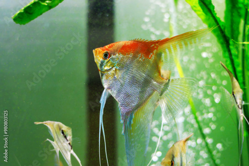 Manacapuru angelfish, also known as Red Shoulder angelfish photo