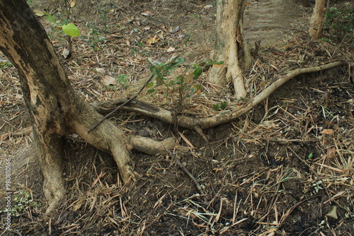 Roots of The Trees in The Forest