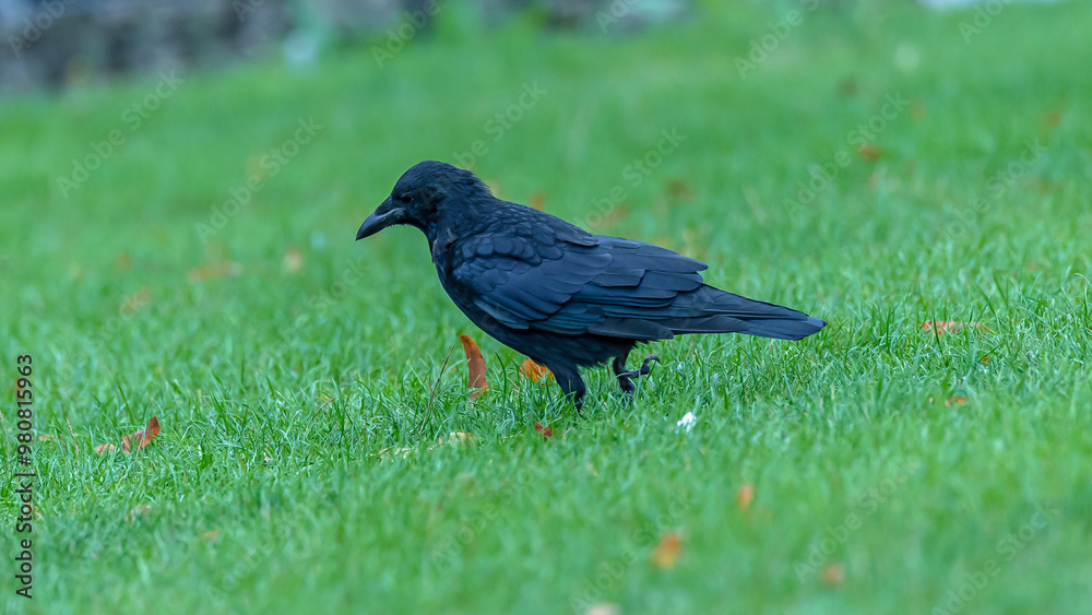 Obraz premium Crow walking on grass