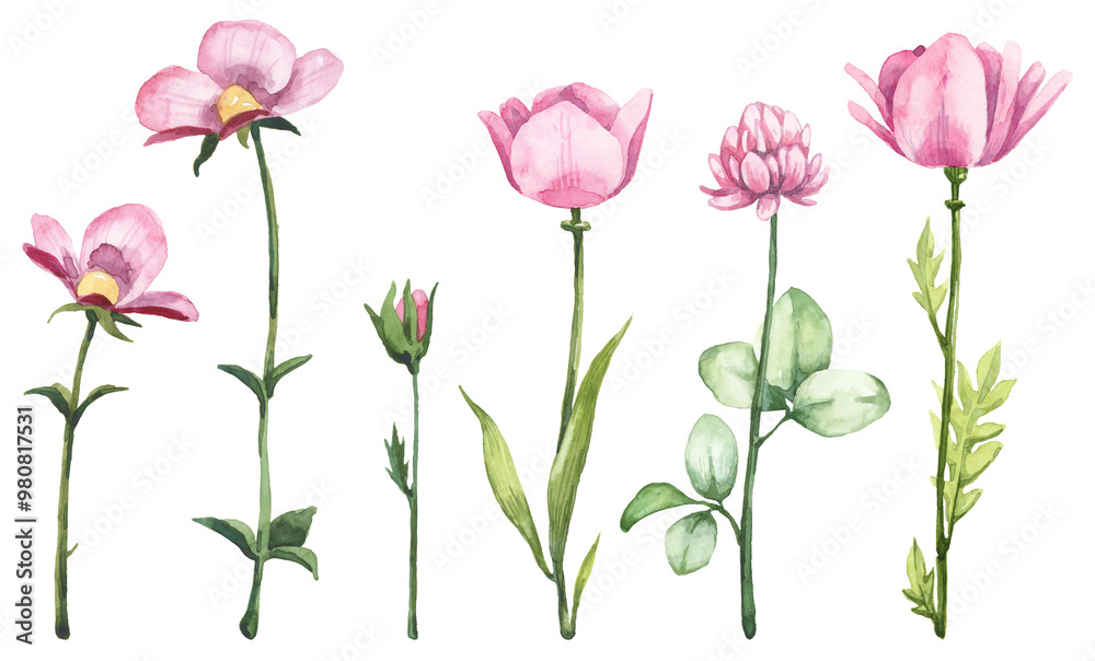 Obraz premium Set of watercolor blooming flowers - botany illustration. Hand painted aquarelle cute pink flowers on white background