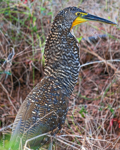 Garza tigre photo