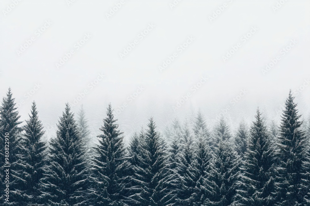 Obraz premium Pine trees and snow vegetation outdoors woodland.