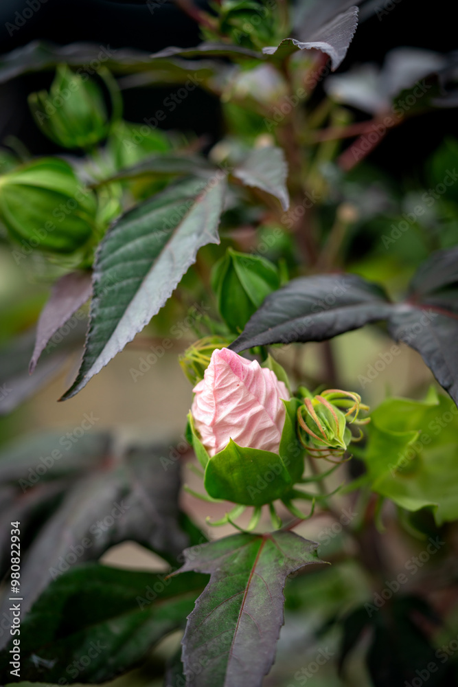A rose bud of pink color on a flowerbed in the garden closeup