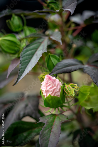 Obraz na płótnie A rose bud of pink color on a flowerbed in the garden closeup w salonie