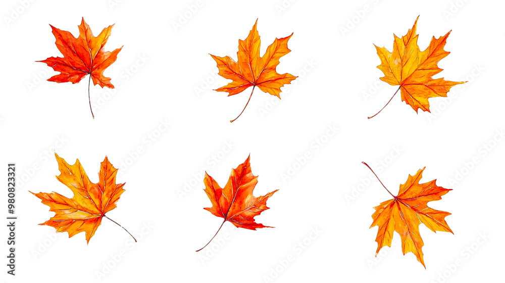 orange and red maple leaves without background, autumn foliage, fall. orange and red maple leaves without background, autumn foliage, fall.