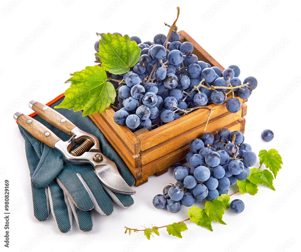 Blue grapes in wooden box with vine pruner still life glove green leaf, isolated on white background.