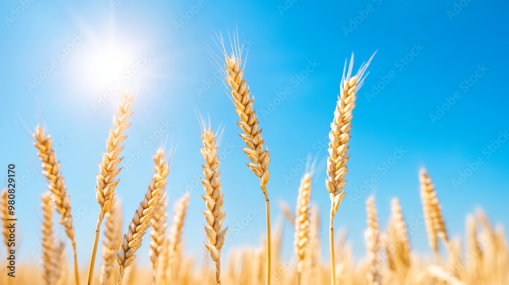 Golden wheat ears against a clear blue sky, with a lens flare from the sun, symbolizing summer harvest Golden wheat ears against a clear blue sky, with a lens flare from the sun, symbolizing summer harvest