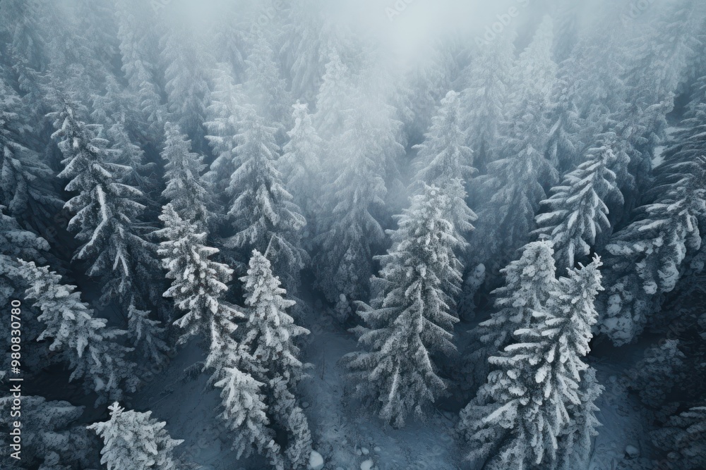 Snow covered evergreen trees after a winter blizzard weather nature forest. Snow covered evergreen trees after a winter blizzard weather nature forest.