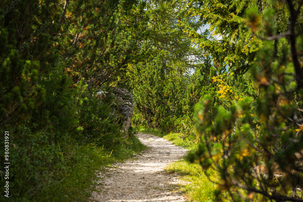 Naklejka premium View from hiking near Cristallo mountain - Italy