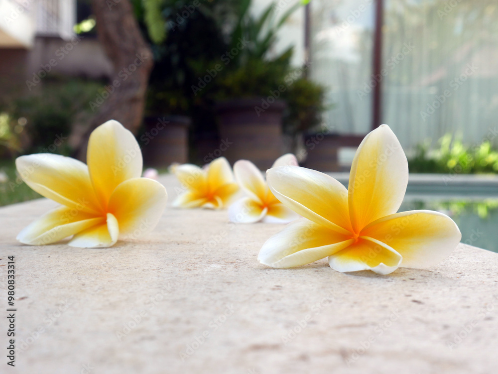 Set of beautiful relaxing flowers on the pool Set of beautiful relaxing flowers on the pool