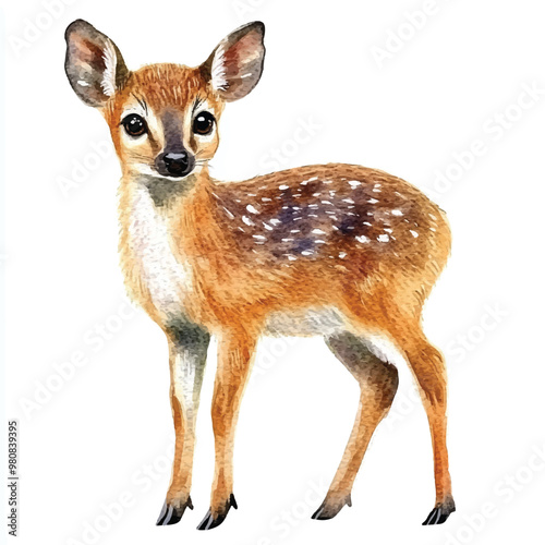 Muntjac watercolor clipart illustration isolated