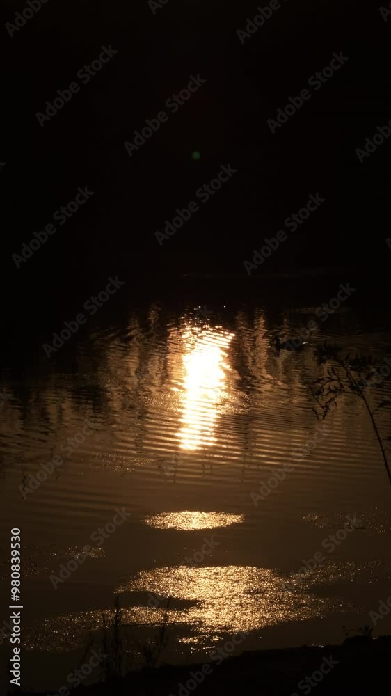 Golden sunset in the river with wild duck swimming. Anas platyrhynchos Golden sunset in the river with wild duck swimming. Anas platyrhynchos