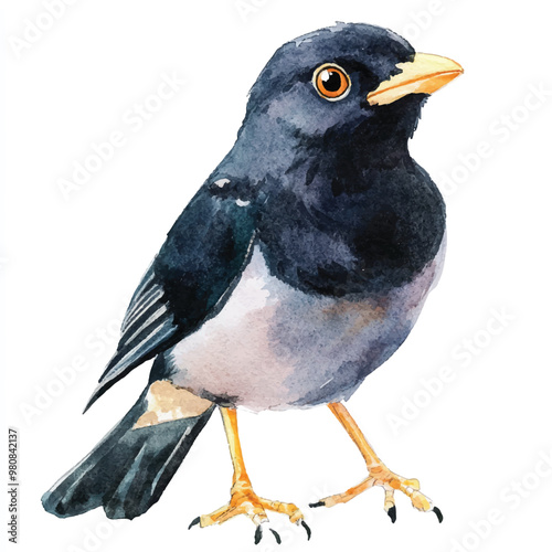 Myna watercolor clipart illustration isolated