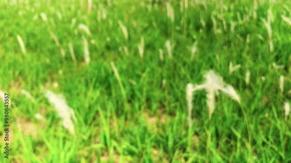 Grass sway in the wind, bokeh background. Natural grass swaying in the park. Grass blows on windy in 4k footage. Grass sway in the wind, bokeh background. Natural grass swaying in the park. Grass blows on windy in 4k footage.