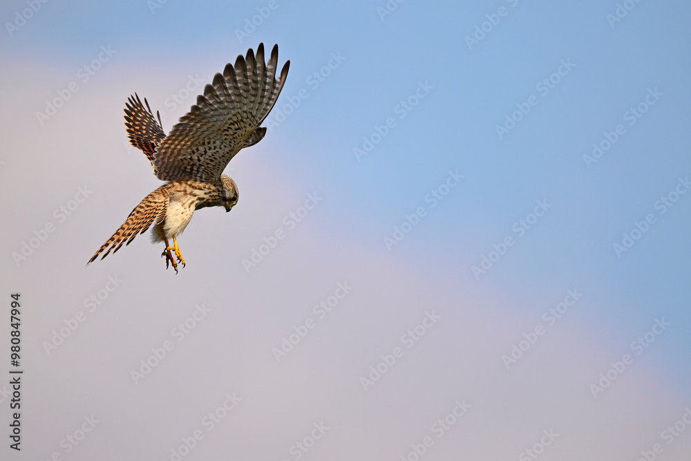 Fototapeta premium Common kestrel // Turmfalke (Falco tinnunculus)