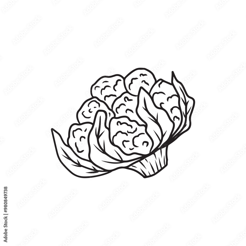 Beautiful realistic vector cauliflower with leaves in black on white background. Hand drawn vector sketch illustration in doodle engraved vintage line art style. Coloring book food ingredient Beautiful realistic vector cauliflower with leaves in black on white background. Hand drawn vector sketch illustration in doodle engraved vintage line art style. Coloring book food ingredient