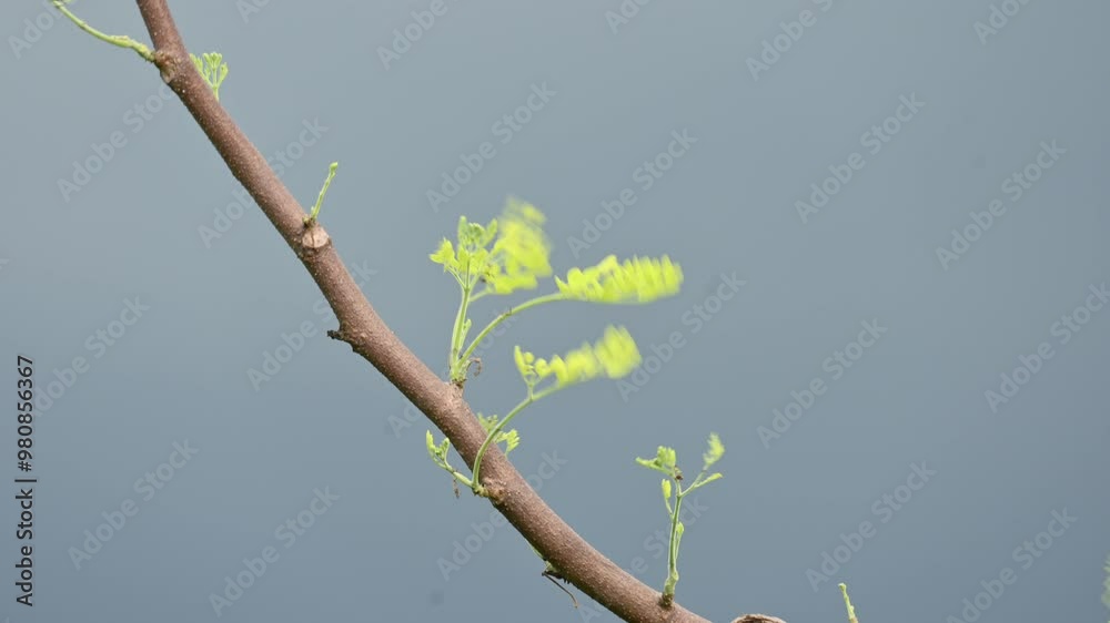 Moringa oleifera leaves. This tree is the family of Moringaceae. Its other names moringa, drumstick tree, horseradish tree, ben oil tree and benzolive. Its leaves, fruit, and flowers make vegetables Moringa oleifera leaves. This tree is the family of Moringaceae. Its other names moringa, drumstick tree, horseradish tree, ben oil tree and benzolive. Its leaves, fruit, and flowers make vegetables