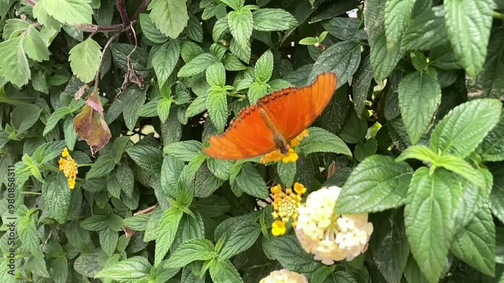 farfalla rossa