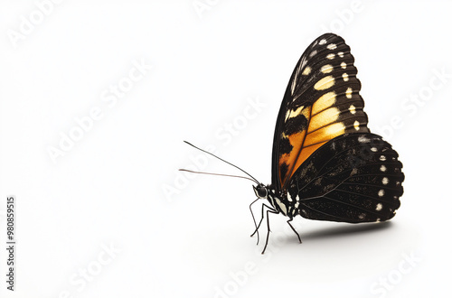 butterfly isolated on white