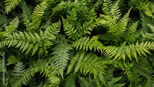 Background of leafy green ferns