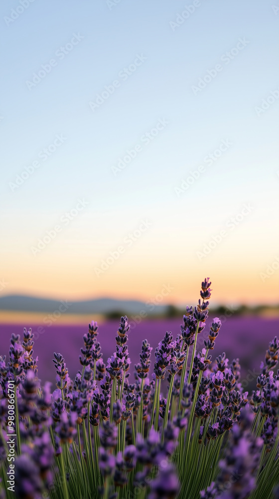 Naklejka premium Field of lavender flowers with clear sky and mountains hd phone wallpaper