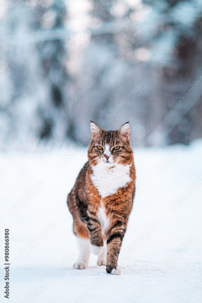 Beautiful WIld Cat with Brown and Black Striped Fur Standing Isolated in the Snow Beautiful WIld Cat with Brown and Black Striped Fur Standing Isolated in the Snow
