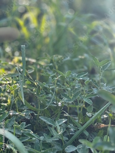 Green Grass Nature Forest Plants