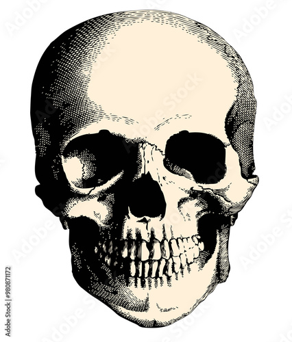 Skull head vintage illustration isolated on transparent background