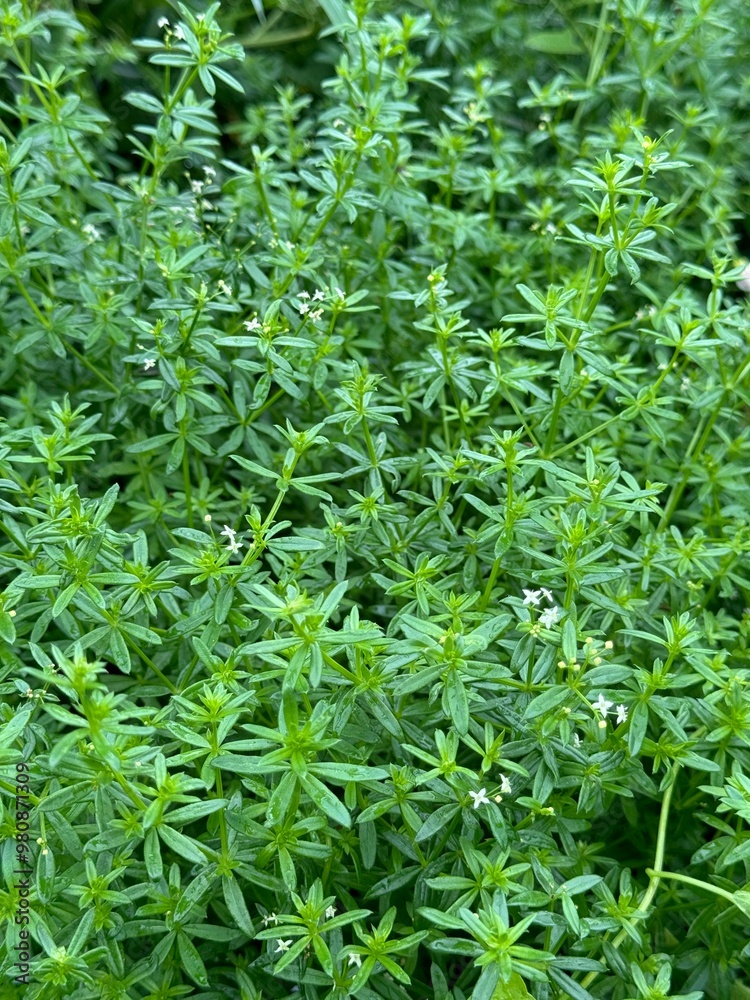 Green Grass Nature Forest Plants Green Grass Nature Forest Plants