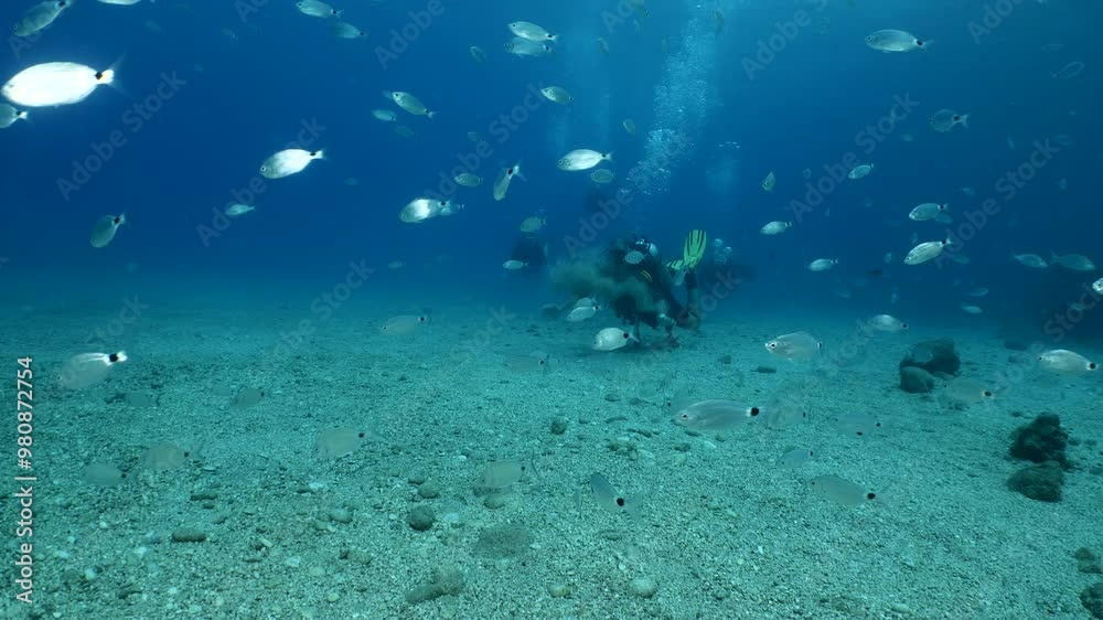 scuba divers exploring underwater fish around underwater scuba divers exploring underwater fish around underwater