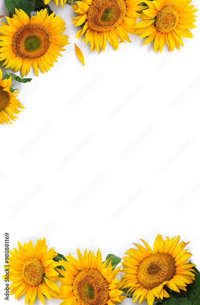 Flowers sunflower ( Helianthus annuus ) with leaves on white background with space for text. Top view, flat lay