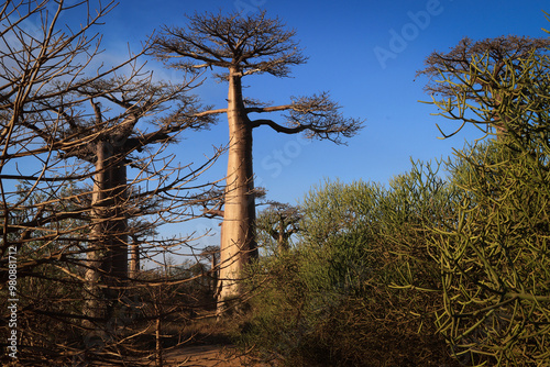 Alberi di baobab in inverno. Madagascar photo