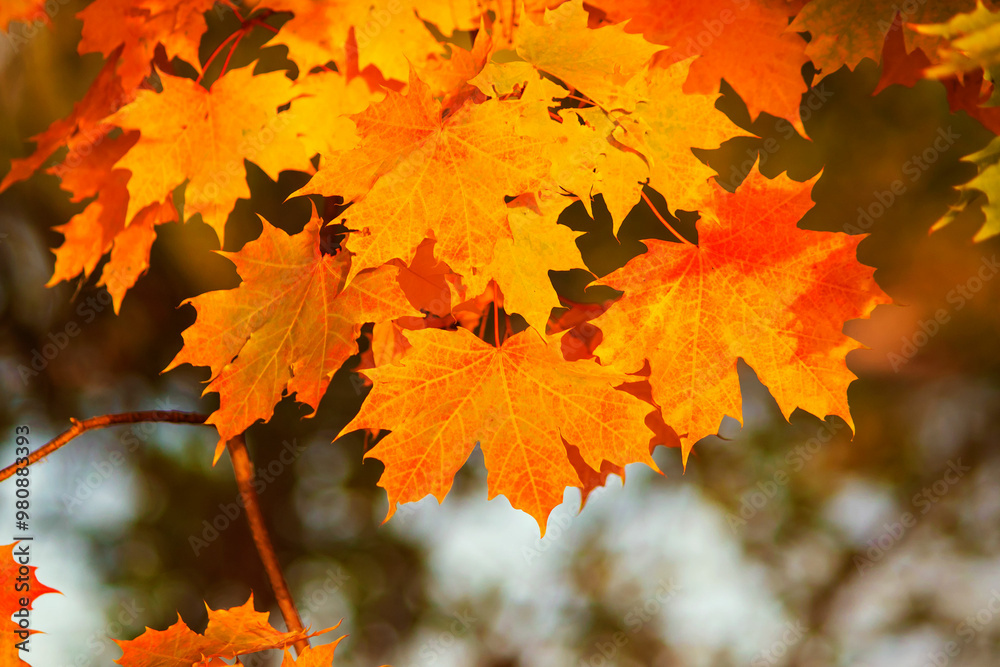 Autumn bright maple leaves. Golden autumn. Season. Autumn bright maple leaves. Golden autumn. Season.