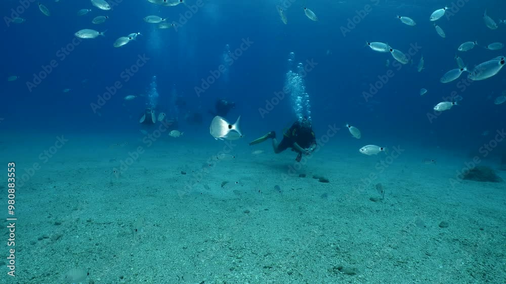 scuba divers exploring underwater fish around underwater scuba divers exploring underwater fish around underwater