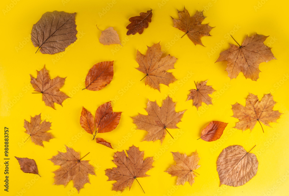 Fototapeta premium Minimal sparse autumn background with fall leaves