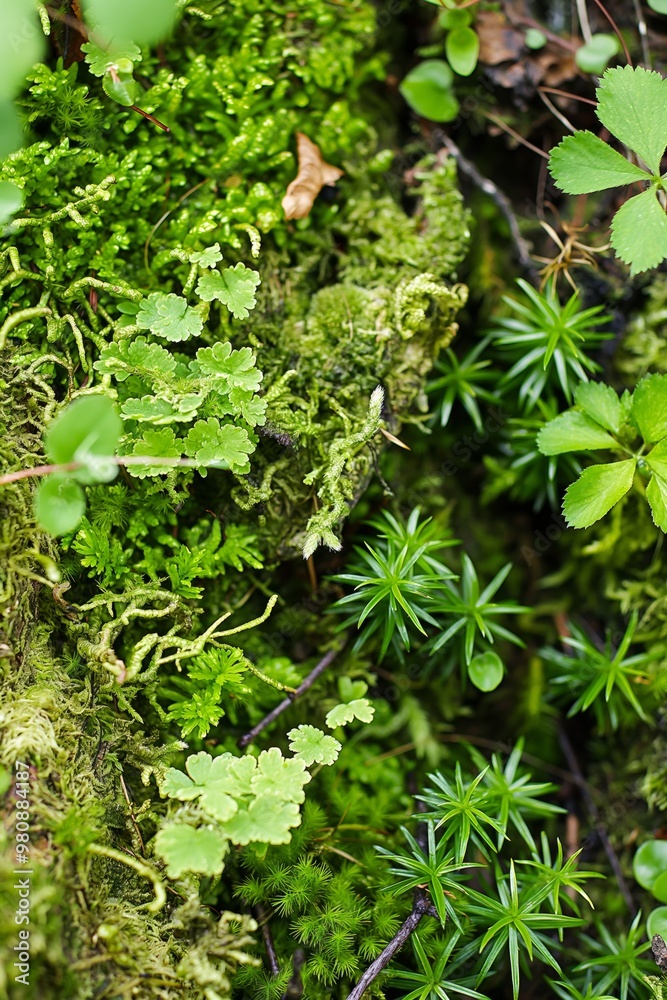 A close up of a plant with green moss growing on it