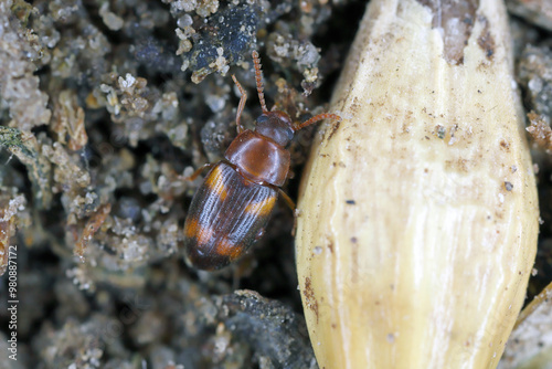 Waste grain beetle - Alphitophagus bifasciatus is a species of beetle belonging to the family Tenebrionidae. Pest in food warehouses and homes. Beetle in decayed grain, cereal seed. photo