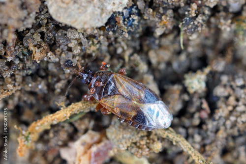 Minute pirate bugs or called flower bugs (Anthocoridae) is a family of bugs. Anthocorids are predacious and feeds on many insects pests of crops. photo