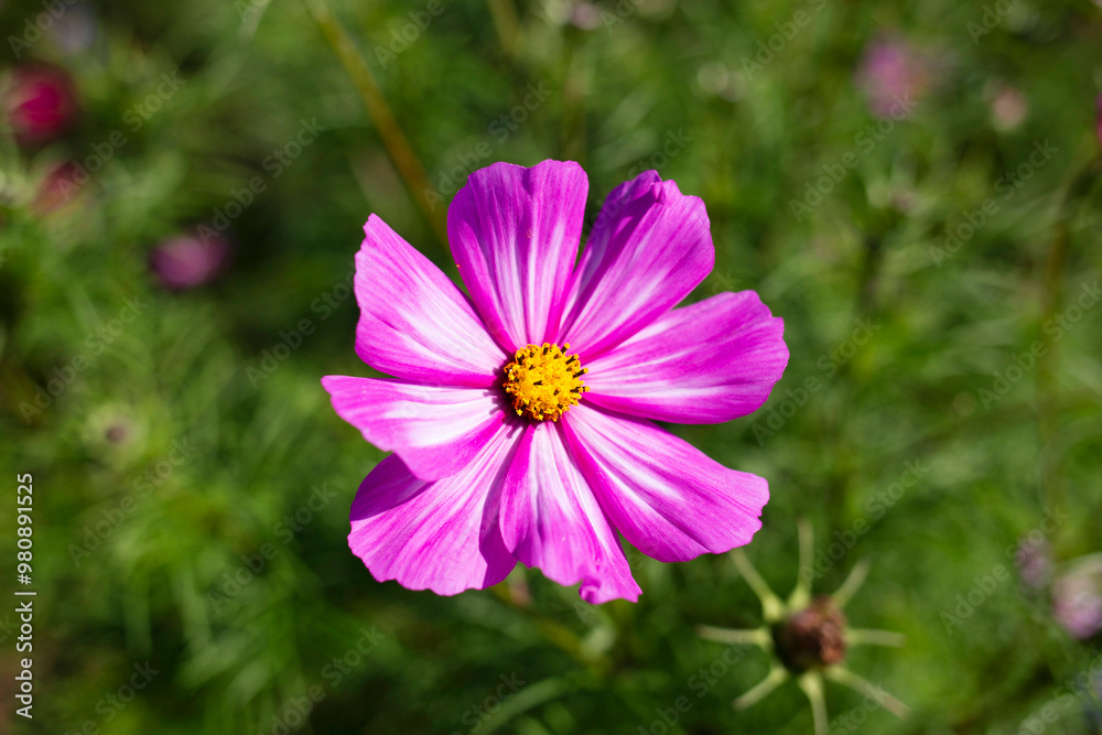 Above view of pink and white petal wild cosmos flower growing against green blurred out leafy garden background Above view of pink and white petal wild cosmos flower growing against green blurred out leafy garden background