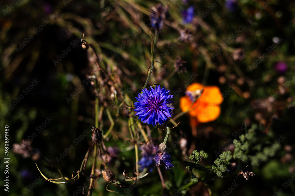 Cornflower tall double ball blue wild flower growing in garden type setting Cornflower tall double ball blue wild flower growing in garden type setting