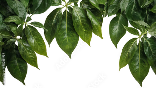 green leaves isolated ai generative