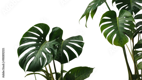 monstera leaves plant isolated  ai generative